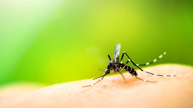 Нравится ли комарам кровь пьяного человека: ответ науки - Здоровье Mail.ru