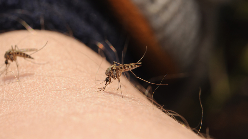 В каком месяце комары. Большие комары кусаются.