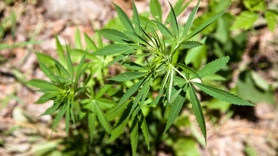 грузия легализовала марихуану