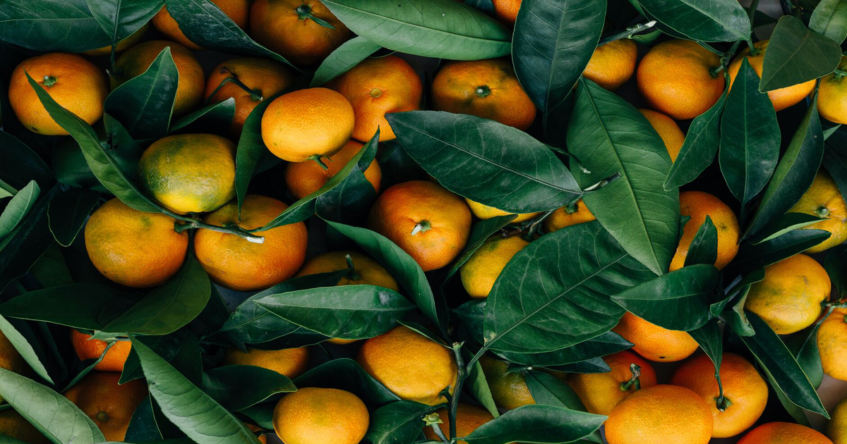 Der Arzt sprach über die wohltuenden Eigenschaften von Mandarinen