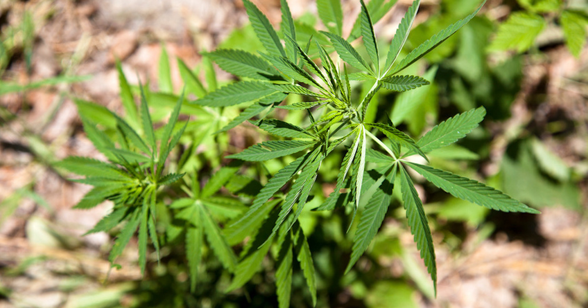 Грузия легализовала марихуану сварить семена конопли