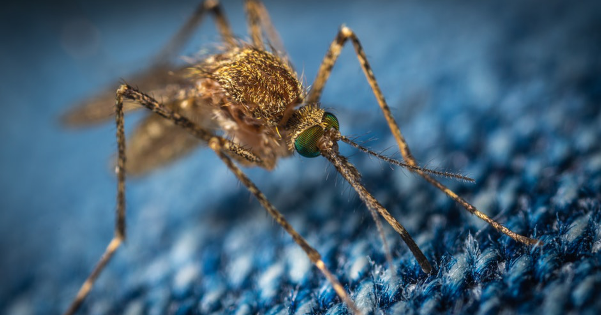 Нравится ли комарам кровь пьяного человека: ответ науки - Здоровье Mail.ru
